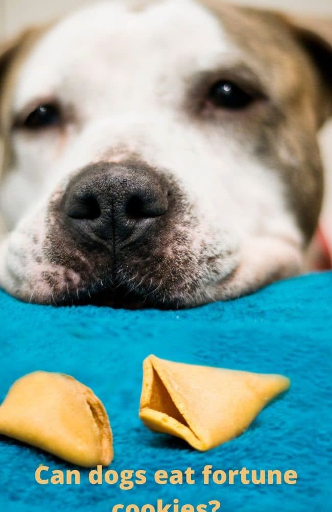 Can Dogs Eat Fortune Cookies?