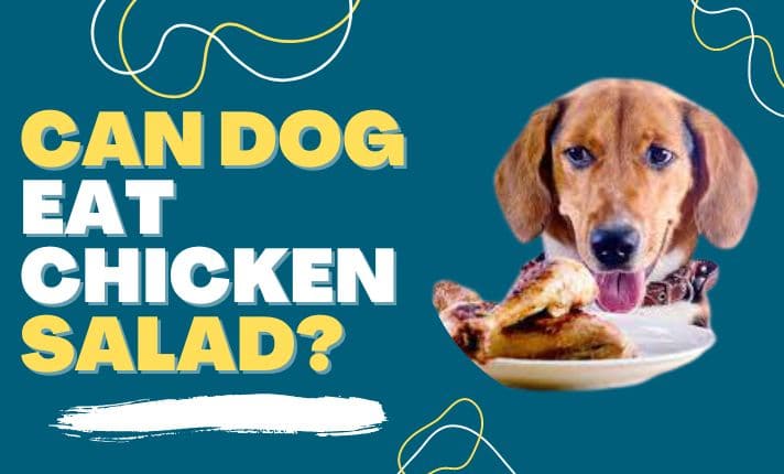 Can dogs eat chicken salad?Everything You Need to Know