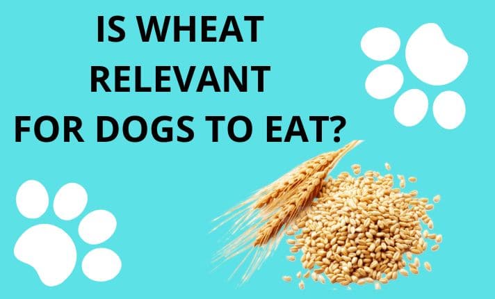 Is wheat relevant for dogs to eat?Benefits