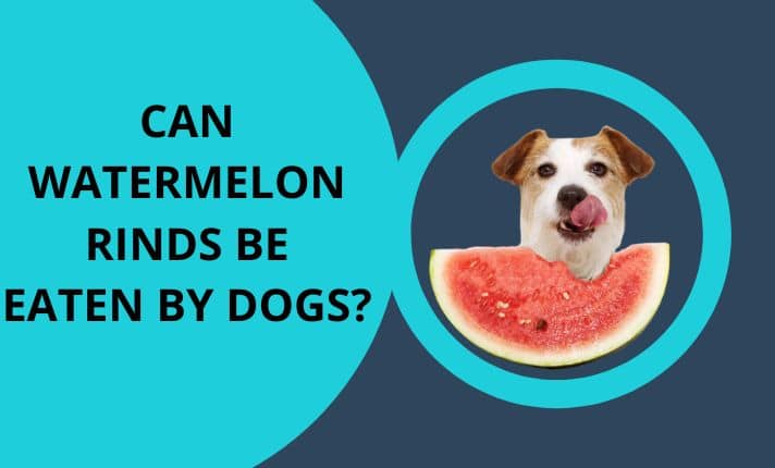 Can watermelon rinds be eaten by dogs?