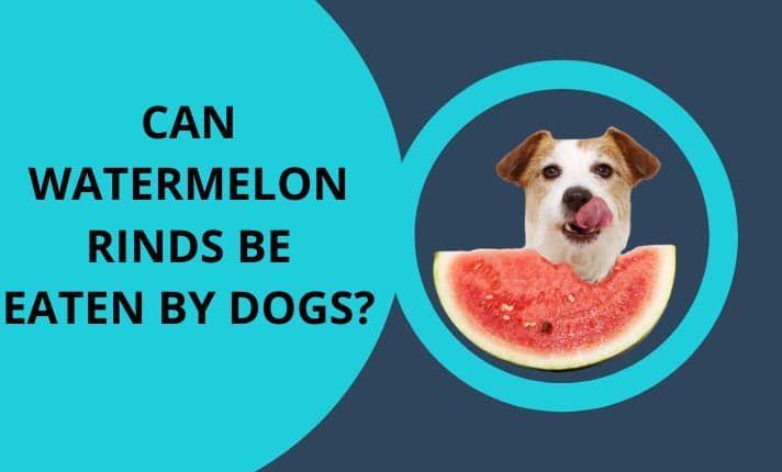 Can Dogs Eat Watermelon Rinds