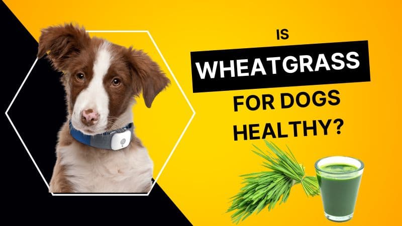 Is wheatgrass for dogs healthy?