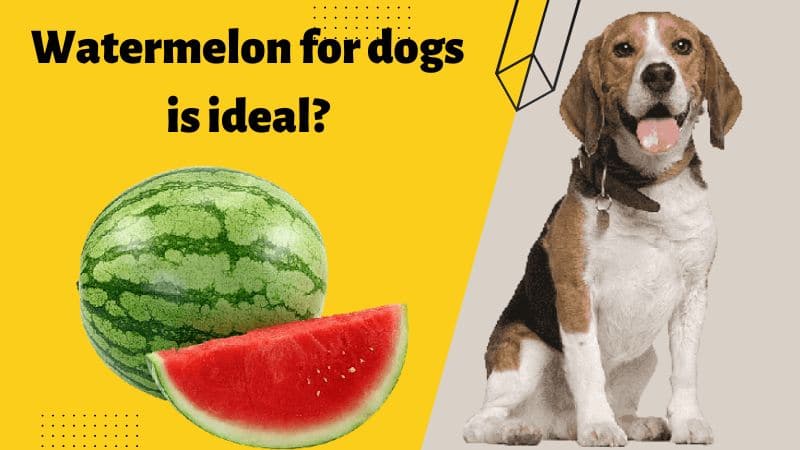 Watermelon For Dogs - Is It ideal?