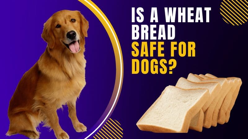 Is a wheat bread safe for dogs?