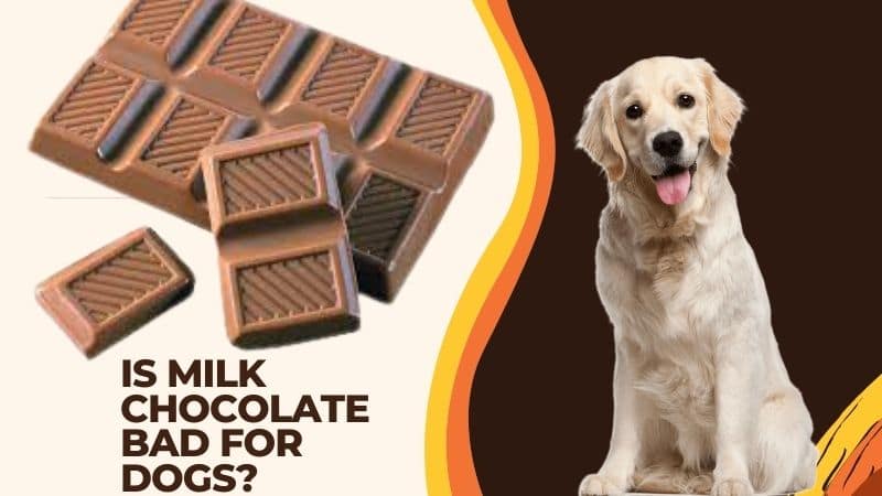 Is Milk Chocolate Bad for Dogs?