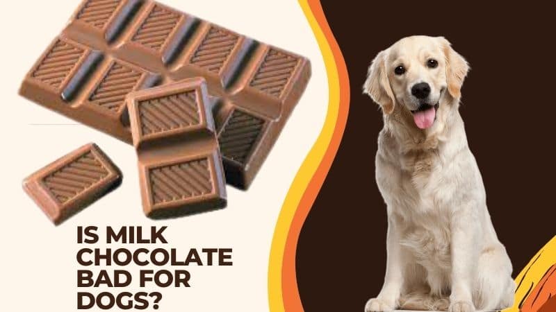 Is milk chocolate bad for dogs