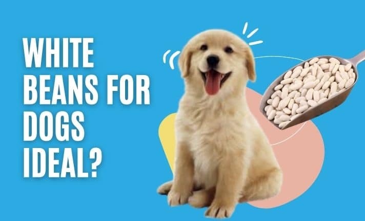 White Beans for Dogs – Ideal?
