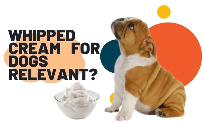 Whipped Cream for Dogs – Relevant?