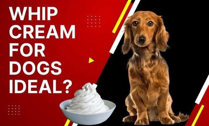 Whip cream for dogs – Ideal?A Comprehensive Guide