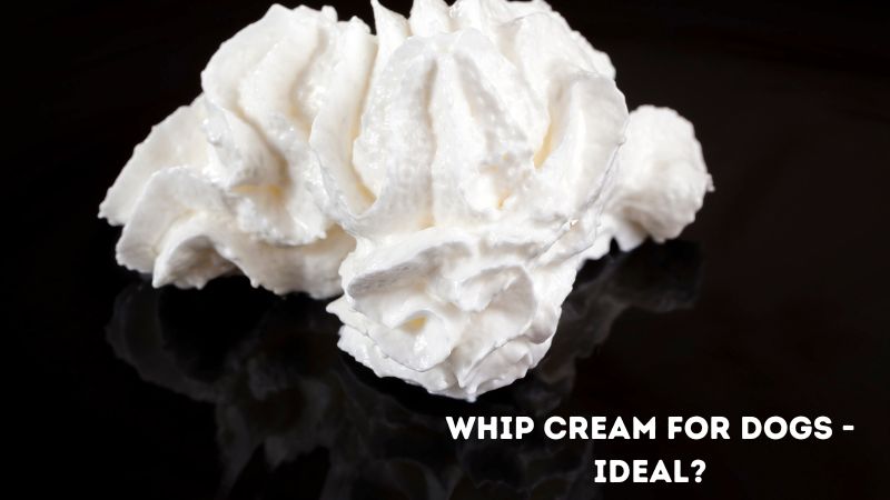 Whip cream for dogs - Ideal