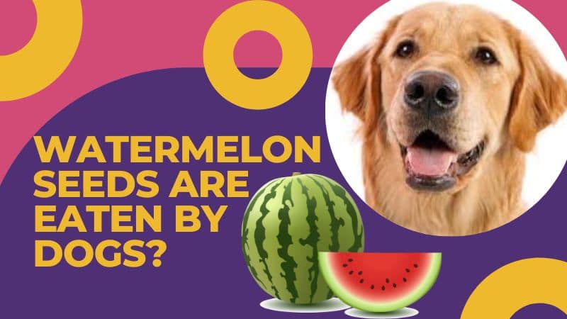 Watermelon seeds can be eaten by dogs – What do you think?