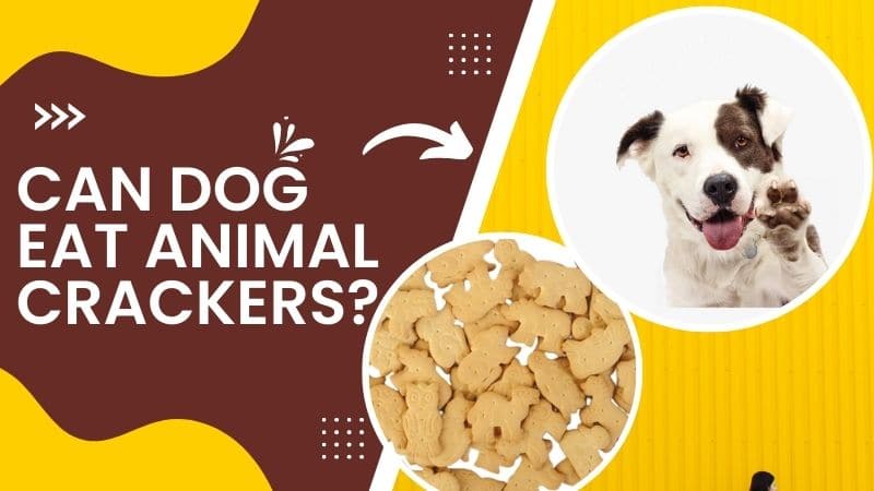 Can Dog Eat Animal Crackers?