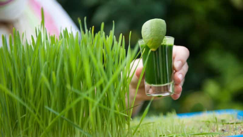 can dogs eat wheatgrass?
