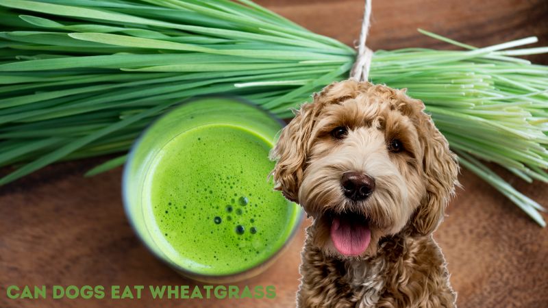 Can Dogs Eat Wheatgrass?