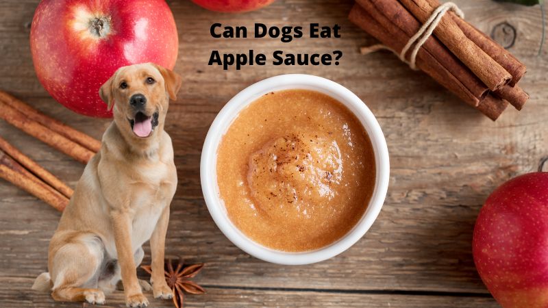 Can Dogs Eat Apple Sauce