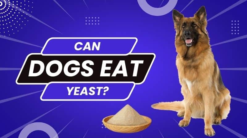 Can Dogs eat yeast?