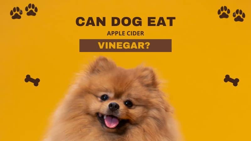 Can Dogs eat Apple Cider Vinegar?