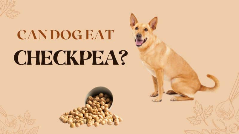 Can Dog Eat Chickpeas?