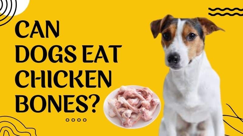 can-a-dog-eat-chicken-bones-doggie-food-items