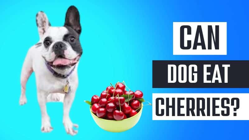Can dog eat cherries?
