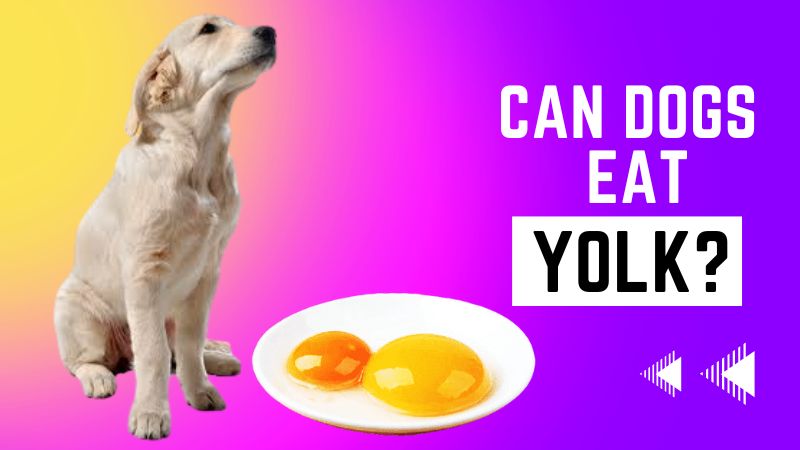 Can Dogs eat Yolk?