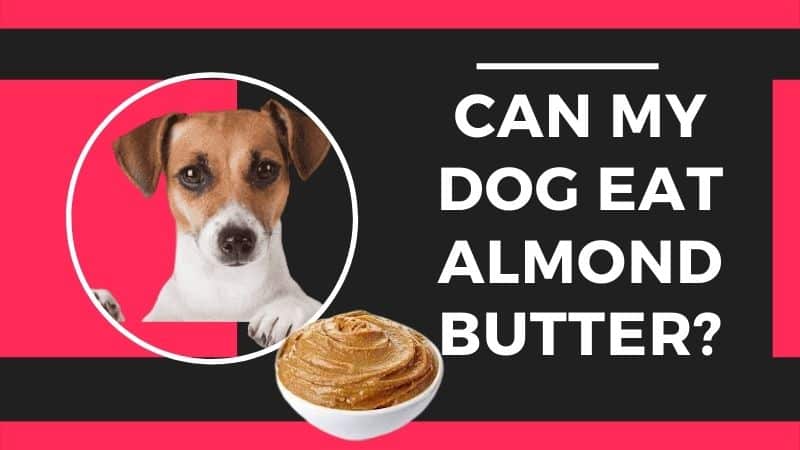 Can my Dog eat Almond Butter?