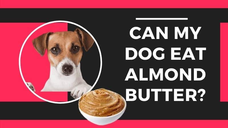 Can my Dog eat Almond Butter?Facts You Need to Know