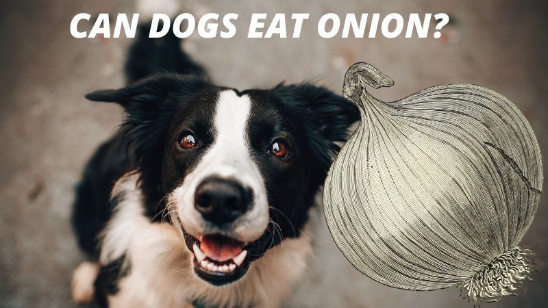 Can Dogs Eat Onions?