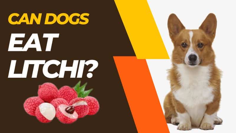 Can Dogs Eat Litchi?important things to know