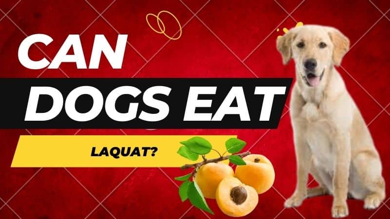 Can Dog Eat Loquats?
