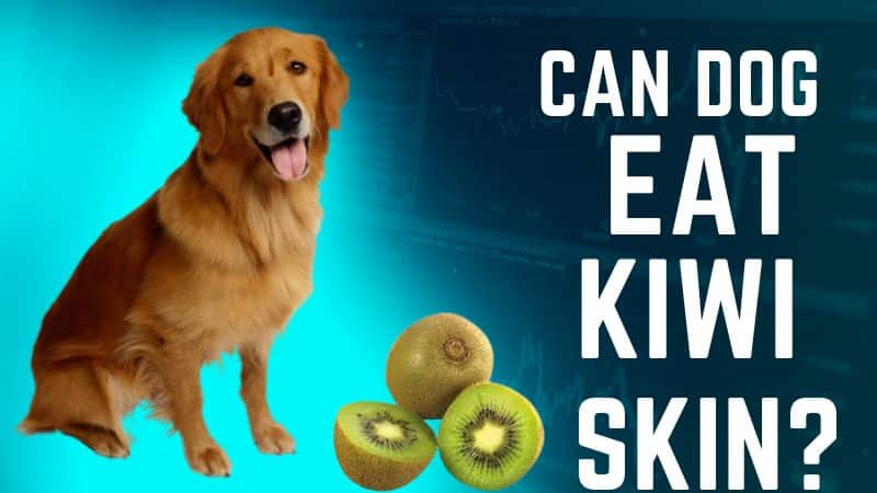 Can Dogs Eat Kiwi Skin?