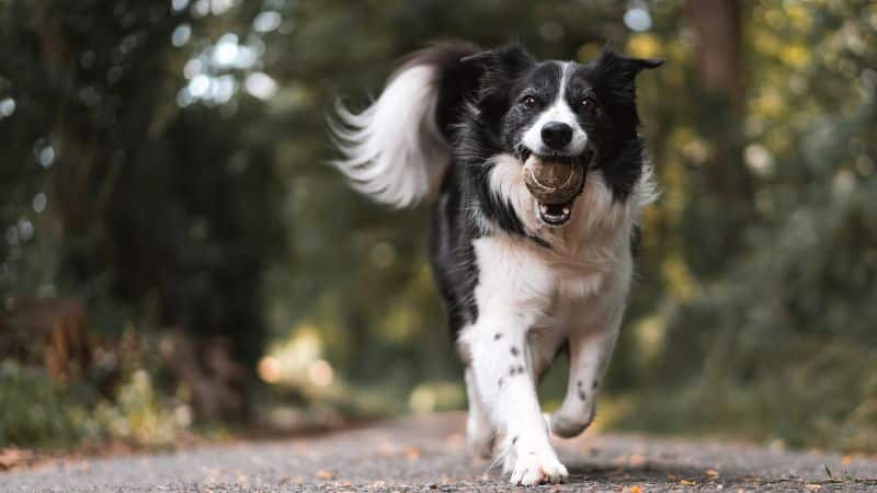 CAN DOGS EAT KIDNEY BEANS