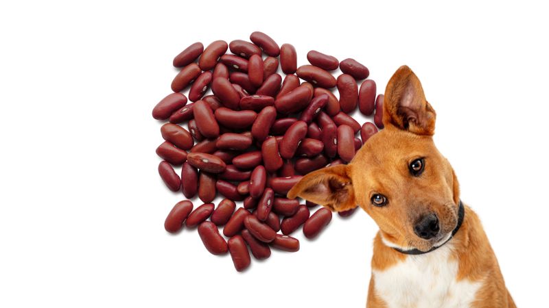 CAN DOGS EAT KIDNEY BEANS