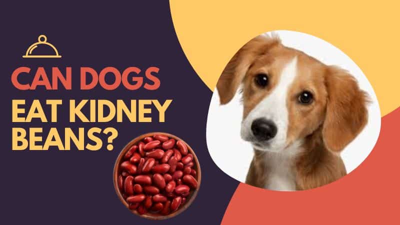 CAN DOGS EAT KIDNEY BEANS?