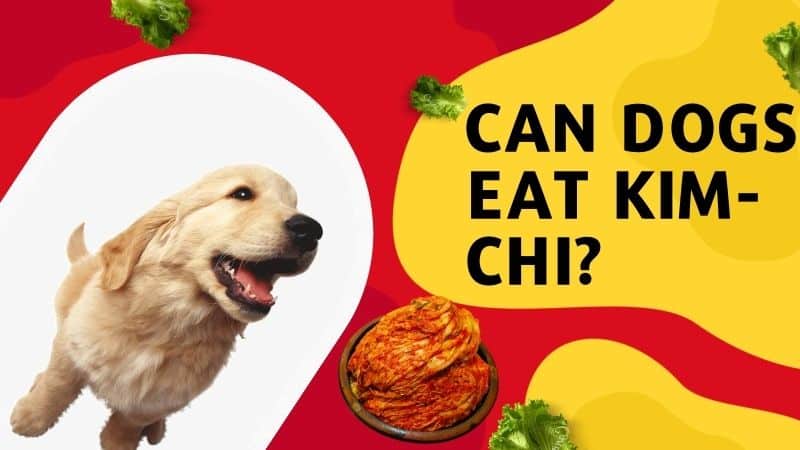 CAN DOGS EAT KIM-CHI?