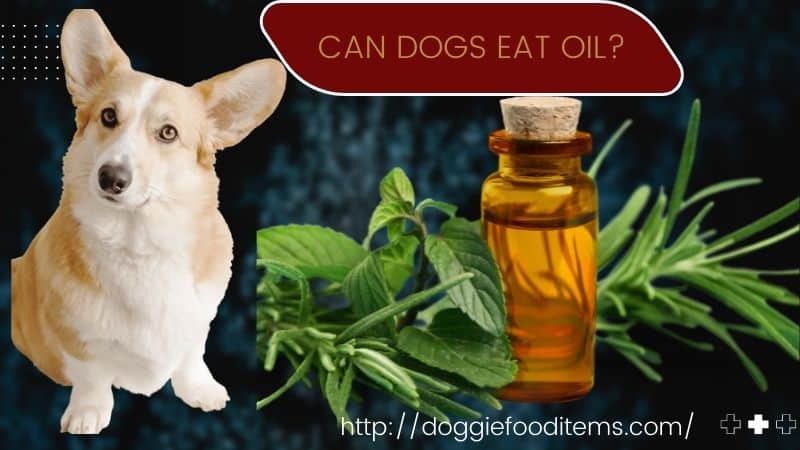 CAN DOGS EAT OIL