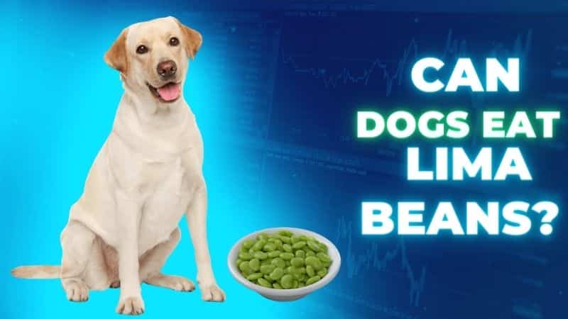 Can Dogs Eat Lima Beans?