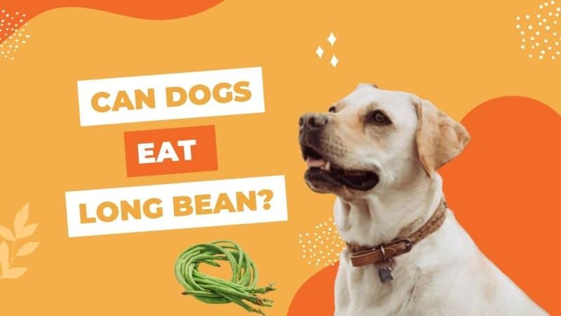 Can Dogs Eat Long Bean?