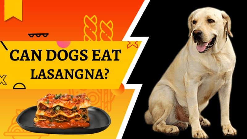 Can Dogs Eat Lasagna?