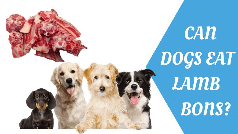 Can dogs eat lamb bones?What are the Risks?