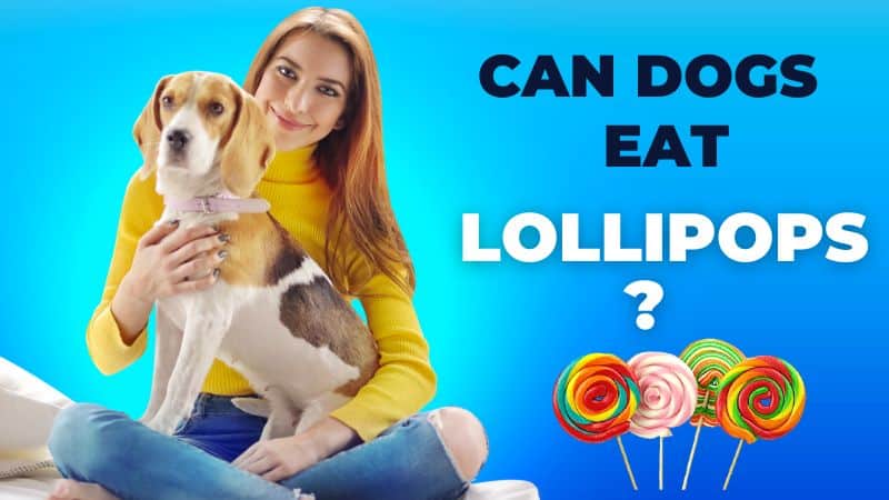 CAN DOGS EAT LOLLIPOPS?What Science Says!