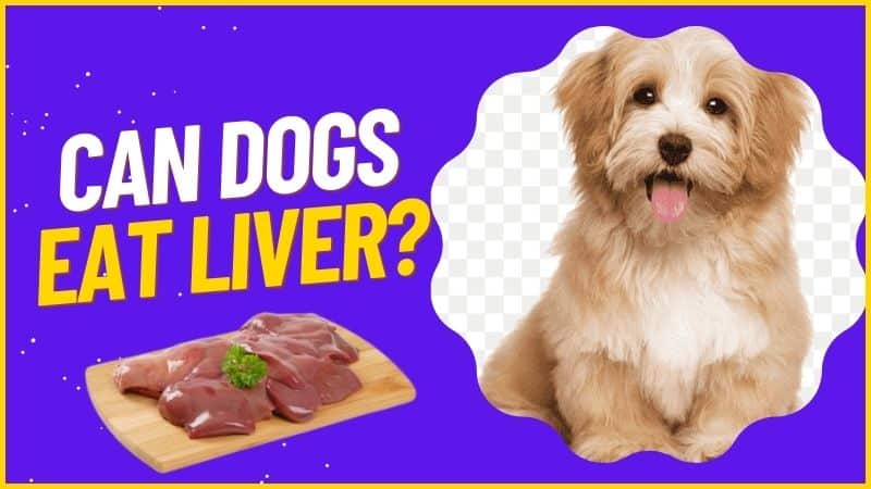 Can dogs eat liver?