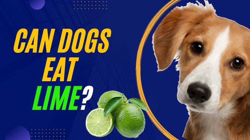 Can Dogs Eat Lime?A Comprehensive Guide