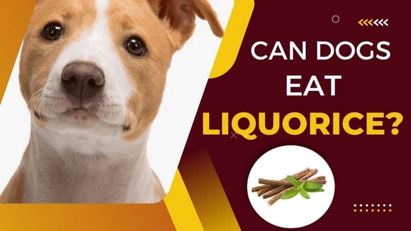 Can Dogs Eat Liquorice?