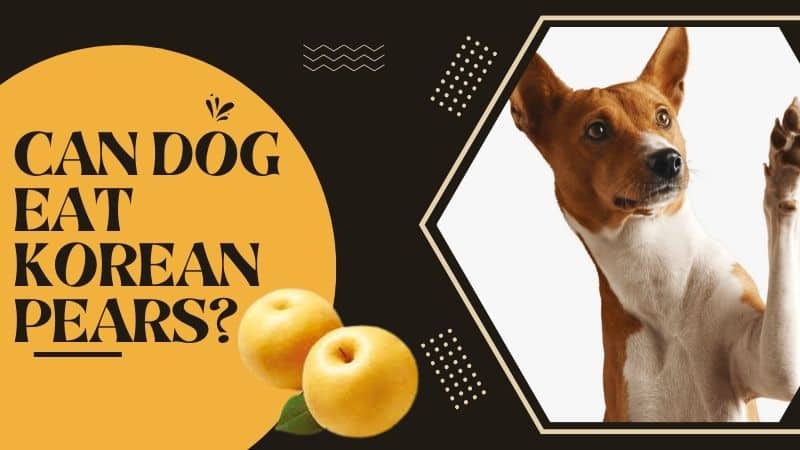 Can Dogs Eat Korean Pears?