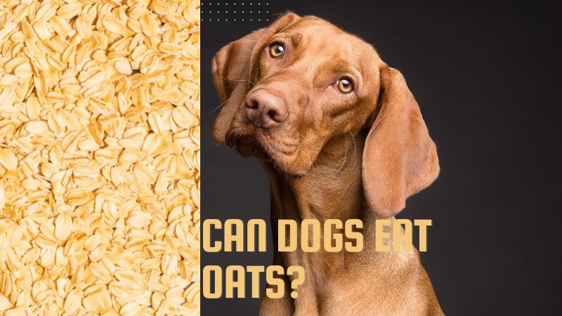 Can Dogs Eat Oats?Vet Approved Facts   