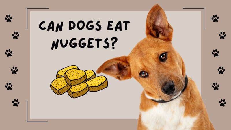 Can Dogs Eat Nuggets?Vet Approved Facts