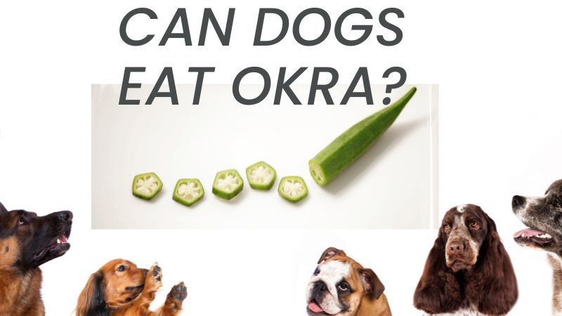 Can Dogs Eat Okra?Vet Approved Facts