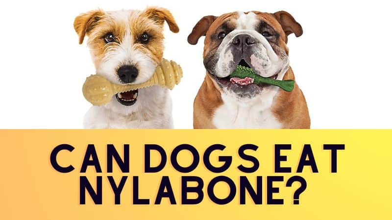 Can Dogs Eat Nylabone?Are Nylabones Safe For Dogs?