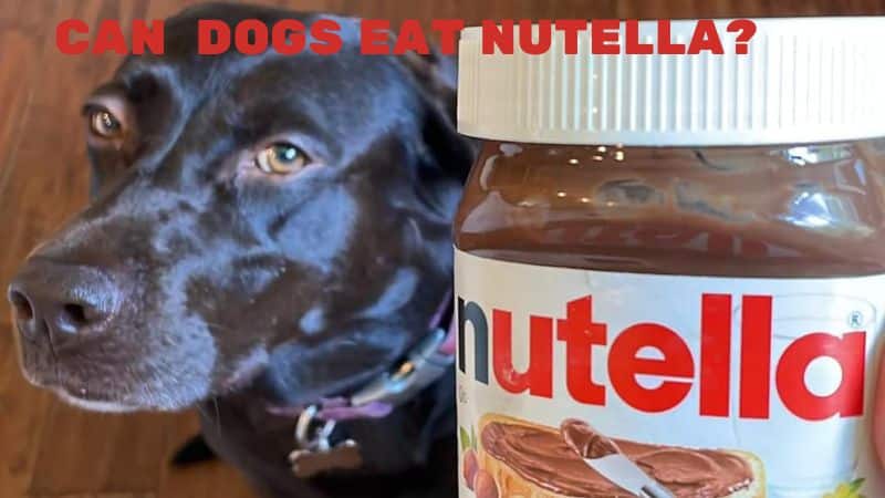 Can Dogs Eat Nutella?& Is it Safe?